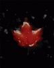 anim176220mobildesign.atw.hu_0347.gif